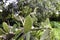 Green cactus and tunas growing in summer