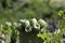 Green cactus and tunas growing in summer