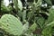 Green cactus and tunas growing in summer