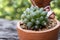 Green Cactus water drops in the pot