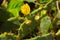 Green Cactus with yellow flower is close up in nature. Mexico, Yucatan