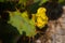 Green Cactus with yellow flower is close up in nature. Mexico, Yucatan