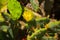 Green Cactus with yellow flower is close up in nature. Mexico, Yucatan