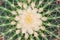 Green cactus with yellow long thorn patterns and white hair or ornamental golden barrel flowers blooming top view in natural