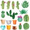 Green cactuses blooming with pink and orange flowers and clay pots, hand drawn watercolor illustration