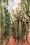 Green cactuses growing on dirt