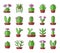 Green cactuses with pink flowers. Desert plants for terrariums a