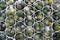 Green cactuses in white pots, top view, botanical background.