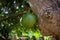 Green calabash fruit on tree