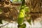 Green calabash growing, also known as bottle gourd, white-flowered gourd, long melon, birdhouse gourd, Lagenaria siceraria