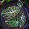 Green Caladium flower