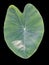 Green caladium leaf on black background