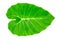 Green Caladium leaf,Elephant Ear