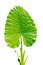 Green Caladium leaf2