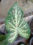 Green Caladium with Pink Spot