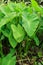 Green Caladium plant forest.