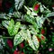 Green Caladiums and Colorful Flowers