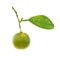 Green calamondin and leaf isolated