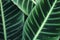 Green calathea leaves background