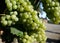 Green California Grapes