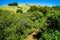 Green california hills and mountains in spring