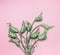 Green calla flowers bunch on pastel pink background, top view. Creative floral and botanical layout