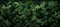 Green camo texture for stealth and concealment. Camouflage pattern with shades of green and black. Background. Wide