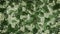 Green camouflage background animation