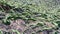 Green camouflage masking grid closeup, military security,