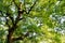 Green Camphor tree