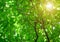 Green Cananga odorata tree is a tropical tree that originates in