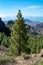 Green Canarian pine tree and Mountains landscape on Gran Canaria island, Canary, Spain