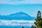 Green Canarian pine tree and Mountains landscape on Gran Canaria island, view on Mount Teide, tenerife, Canary, Spain