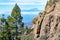 Green Canarian pine tree and Mountains landscape on Gran Canaria island, view on Mount Teide, tenerife, Canary, Spain