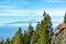 Green Canarian pine tree and Mountains landscape on Gran Canaria island, view on Mount Teide, tenerife, Canary, Spain