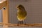 Green canary of the Slavujar breed stands on perch