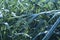 Green cane leaves, dusk style, with rain drops in farming agriculture.