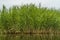 Green cane thickets on pond. Reed grass near water