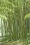 Green canes of giant bamboo in a garden