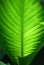 Green Canna Leaf With Veins (Macro)