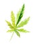 Green cannabis indica leaf painted in watercolor. Hand drawn marijuana illustration isolated on white background