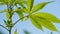 Green Cannabis Leaves Marijuana Plant Weed