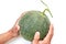 Green cantaloupe on hands Picture on a white background