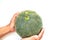 Green cantaloupe on hands Picture on a white background