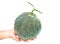 Green cantaloupe on hands Picture on a white background