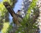 Green-capped Coua, Coua ruficeps olivaceiceps