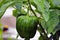 Green Capsicum Plant with green capsicum on it