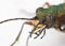 Green carabus with big eyes