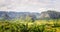 Green caribbean valley with small cuban houses and mogotes hills landscape panorama, Vinales, Pinar Del Rio, Cuba