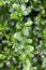 Green Carmona retusa leaf in nature garden